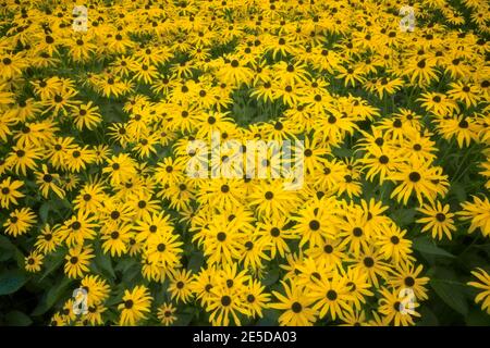 Late summer display of blooming black eyed Susan at Main City Park in Gresham, Oregon. Stock Photo