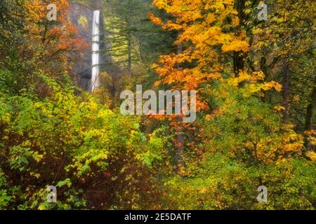 Autumn colors frame the 250 foot descent of Latourell Falls over yellow lichen colored basalt  in Oregon’s Columbia River Gorge. Stock Photo