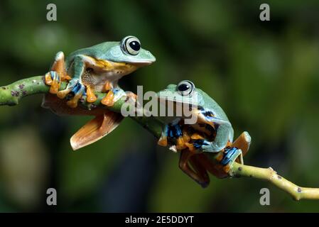 Two flying frogs on a branch, Indonesia Stock Photo