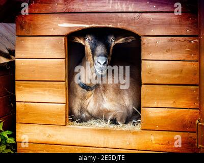 Portrait of a goat sitting in a goat shed, Poland Stock Photo