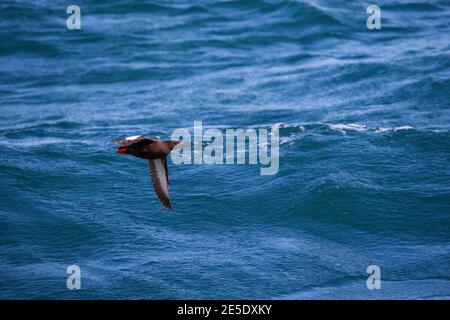 black guillemot tystie Cepphus grylle Stock Photo