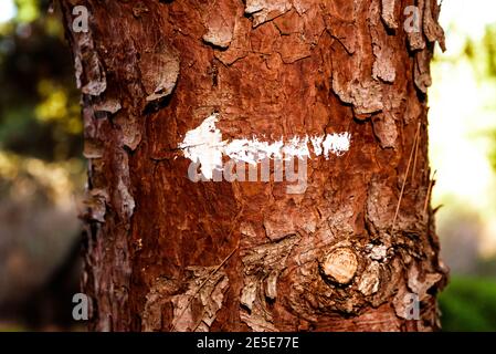 A white arrow mark painted on a tree trunk. Stock Photo