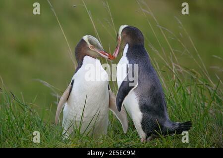 Yellow-eyed Penguin (Megadyptes antipodes) pair touching and kissing tenderly, Otago Peninsula, New Zealand Stock Photo