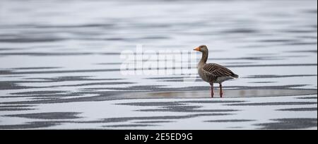 Greylag Goose (Anser anser) standing lonely on frozen lake with fresh snow cover, Baden-Wuerttemberg, Germany Stock Photo