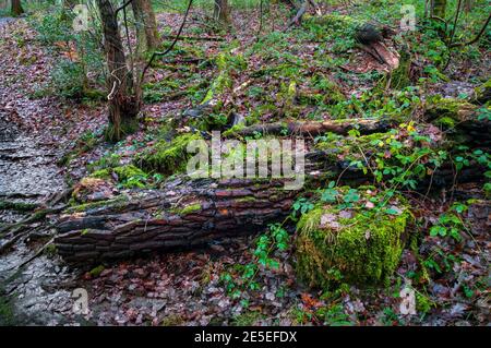 Large cut tree trunk and stump by a small stream near a fault  in Leeshall Wood, ancient woodland in Gleadless Valley, Sheffield. Stock Photo