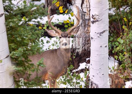 Mule Deer Buck (Odocoileus hemionus) in a forest Stock Photo