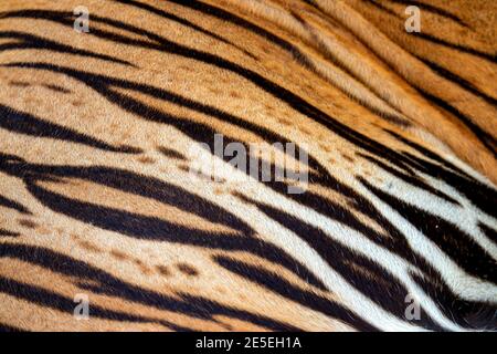 beautiful tiger fur, Real tiger skin fur texture for background Stock Photo