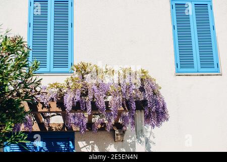 Bunches of lilac wisteria flowers on a wooden arch against the wall of a shuttered house. Stock Photo