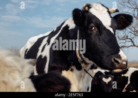 A black and white cow with black eyes looks at the viewer