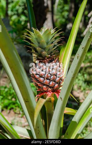 Pineapple (or botanical name is Ananas Comosus) Growth in Natural Garden is Ready to Harvest. Stock Photo