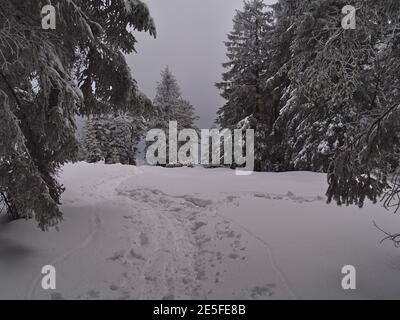 Beautiful view of hiking path in deep snow with footprints leading to clearing in a forest of frozen coniferous trees in winter season on Schliffkopf. Stock Photo