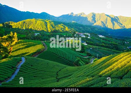 The early morning sunlight shines on the green tea farms. Tea, bamboo, betel nut tree, Cattle Egret migration, Chiayi County Meishan Township features Stock Photo