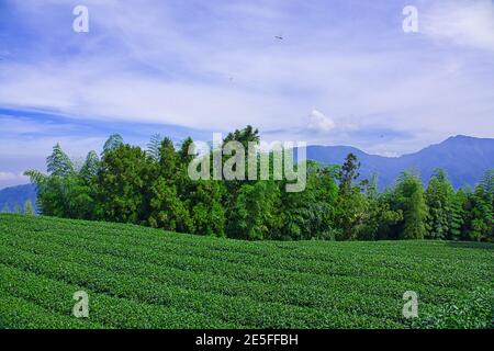 Dragonflies fly over the fields of tea farmers. Tea, bamboo, betel nut tree, Cattle Egret migration, Chiayi County Meishan Township features, Taiwan. Stock Photo