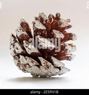 Close-up of a brown and white pine cone with snow Stock Photo