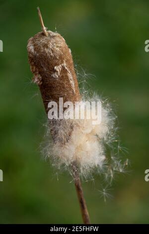 single bulrush flower head with ripe flying seeds in winter sun Stock Photo