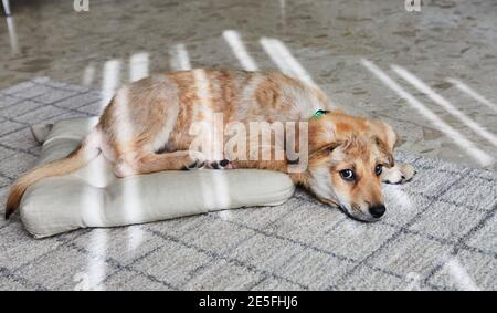A cute ginger-white puppy lies on its bed in the sun. Stock Photo