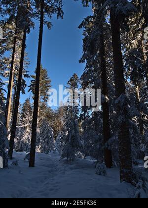 Footprints in the deep snow leading through forest of snow-covered coniferous spruce trees near Kniebis, Freudenstadt, Germany in Black Forest. Stock Photo