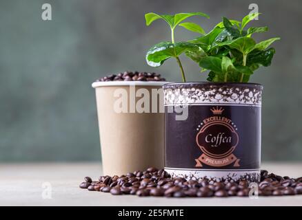 Takeaway coffee cup, coffee tree in a pot and roasted coffee beans, light concrete background. Coffee shop concept. Selective focus. Stock Photo