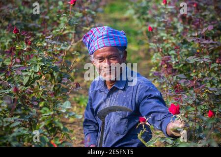 Bangladesh – February 06, 2020: A smileful portrait of a rose flowers farmer at Savar, Dhaka. Stock Photo