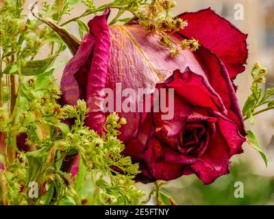 Detailed view of beautiful old dried purple red rose Stock Photo
