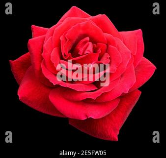 Deep focus of red rose isolated on black background for valantine day Stock Photo