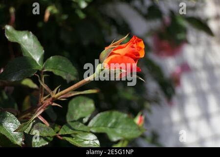 Wonderfully fragrant rose from a beautiful rosebush attached to a house wall Stock Photo