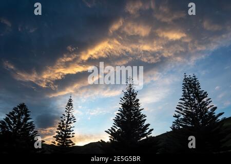 Clouds over pine trees, Akitio, Tararua District, North Island, New Zealand Stock Photo