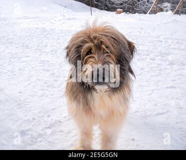 Large Romanian Mioritic Shepherd Dog originated in the Carpathian Mountains of Romania. Dog used as a herd protector. Stock Photo