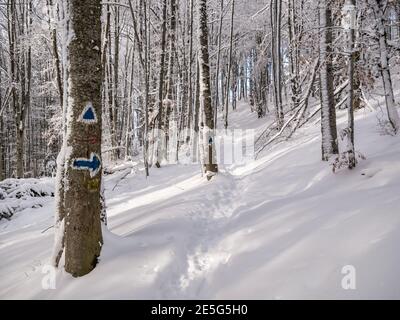 Blue arrow and triangle hiking trail mark painted on a tree in the forest. Winter trail in Carpathian Mountains in Romania. Stock Photo
