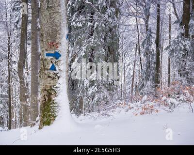 Blue arrow and triangle hiking trail mark painted on a tree in the forest. Winter trail in Carpathian Mountains in Romania. Stock Photo