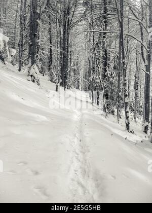 Footpath or hiking trail in the pine tree forest. Snow path in the woods of Carpathian Mountains, in Romania. Stock Photo