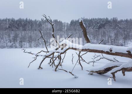 Strange branches covered with snow over frozen lake Stock Photo