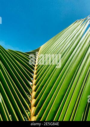 Palm leaf close up. Clear blue sky in the background for inserting text or logo. Summer concept. Copy space