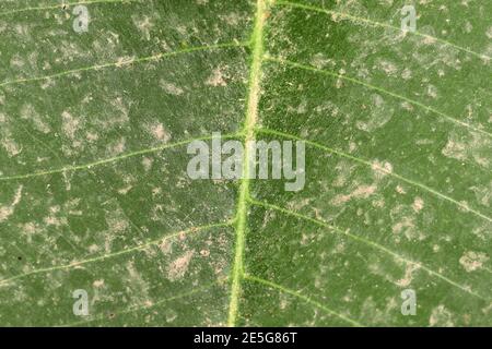 Pattern background of beautiful fresh green mango leaf, india. mango leaf pattern background with soil or sand Stock Photo