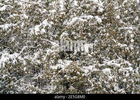 Fresh snow on the branches of thuja. Frozen needles of an evergreen coniferous tree thuja. Background image Stock Photo