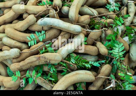 Raw sour food or a Hilly ripe testy and sour tamarind Stock Photo