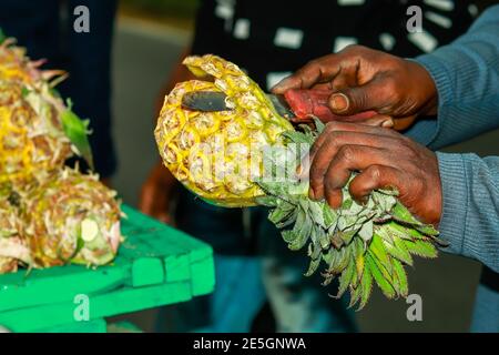 A Pineapple is being cut and sold on the side of the road around the tea tree plant Stock Photo