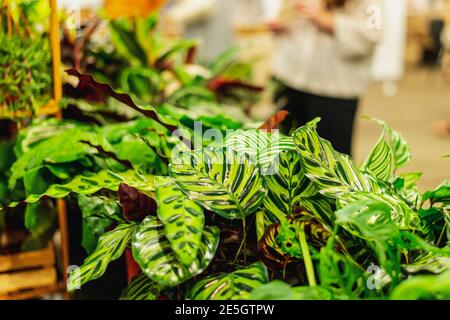 houseplants market, selling flower arrangement. flowers and green plants in pots for garden and home decoration at the flower market Stock Photo