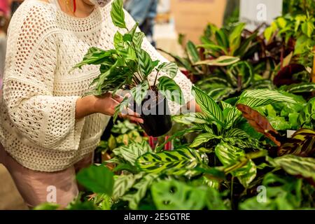 houseplants market, selling flower arrangement. flowers and green plants in pots for garden and home decoration at the flower market Stock Photo