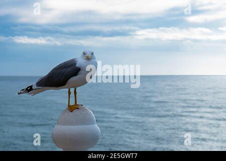 Close up view of white bird seagull sitting by the beach. Wild seagull with natural blue background. Stock Photo