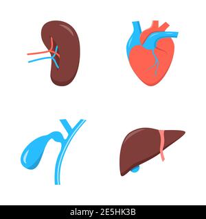 Human internal organs icon set in flat style. Heart, liver, spleen and gallbladder symbols. Vector illustration. Stock Vector