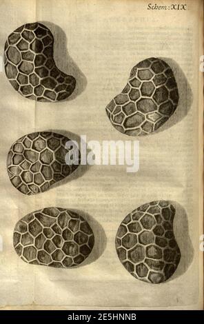 Micrographia, or, Some physiological descriptions of minute bodies made ...