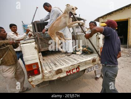 Stray animal capture hi-res stock photography and images - Alamy