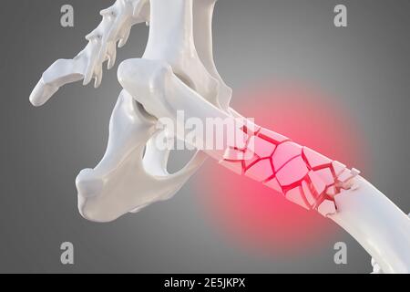 Broken dog femur bone with visible other bones. Canine skeleton 3d illustration Stock Photo