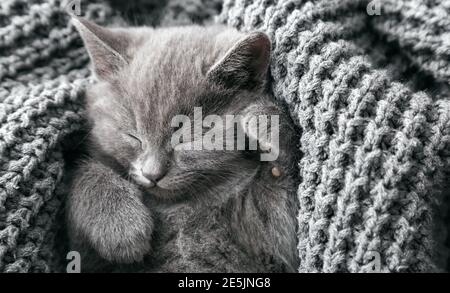 Gray british kitten lies on gray soft knitted blanket. Cat portrait with paws rest napping on bed. Comfortable pet sleeping in cozy home. Top view Stock Photo