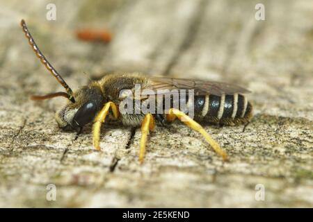 Close up of a male  great banded furrow bee, Halictus scabiosae Stock Photo