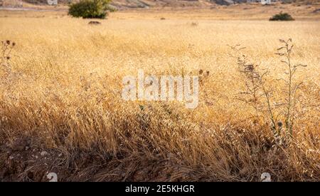 Beautiful yellow grass field in the village Stock Photo
