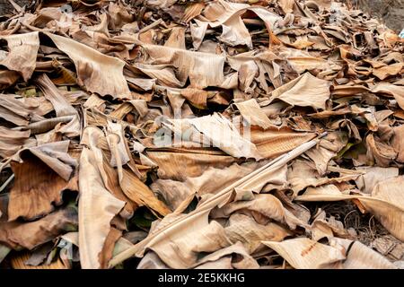background of dried leaves in autumn Stock Photo