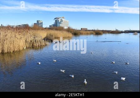 Cardiff bay wetlands nature reserve area, Wales UK, A biodiversity ...