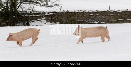 Hawes, North Yorkshire, UK. Happy pigs certainly didn't need their blankets for a gallop around in the snow, as they positively enjoyed themselves Stock Photo